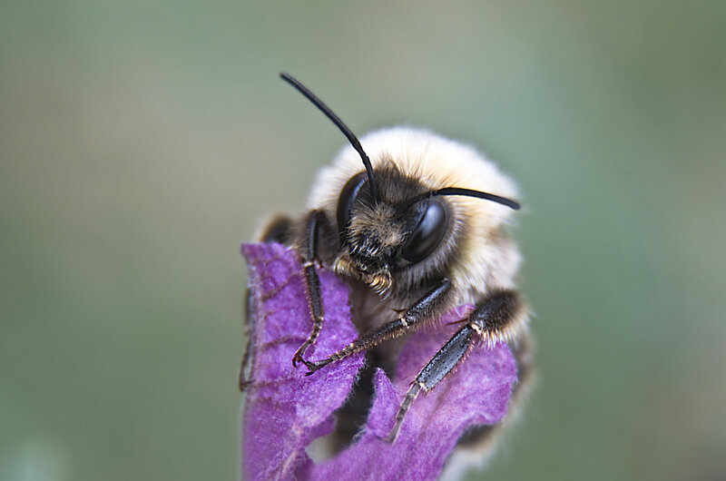 Bee gathering pollen from a purple flower