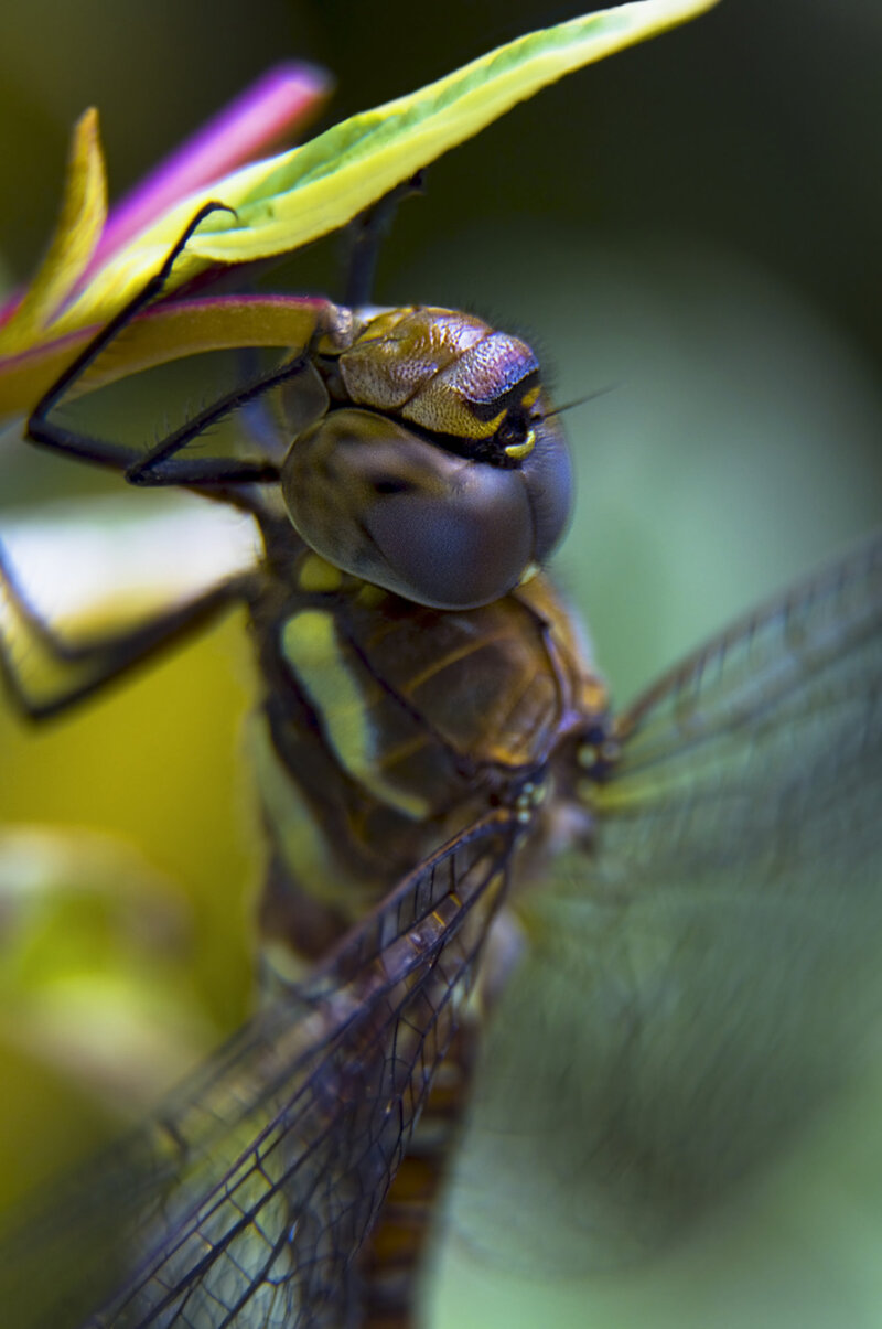 Dragonfly clutching a leaf