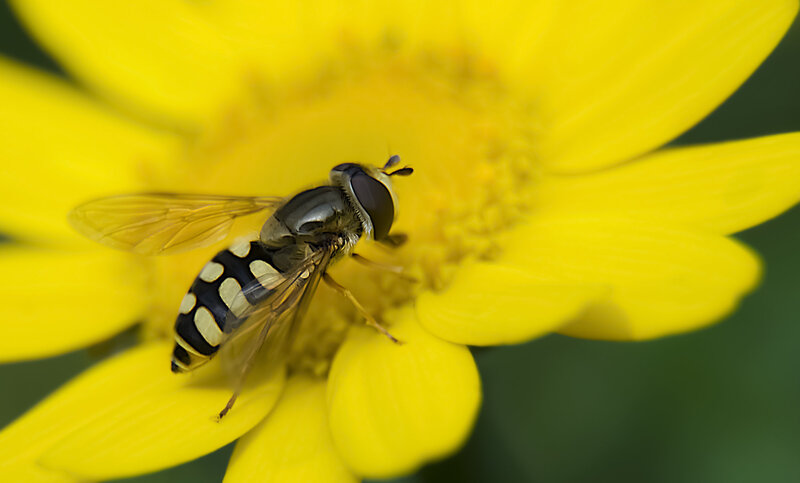 Hoverfly on yellow petals