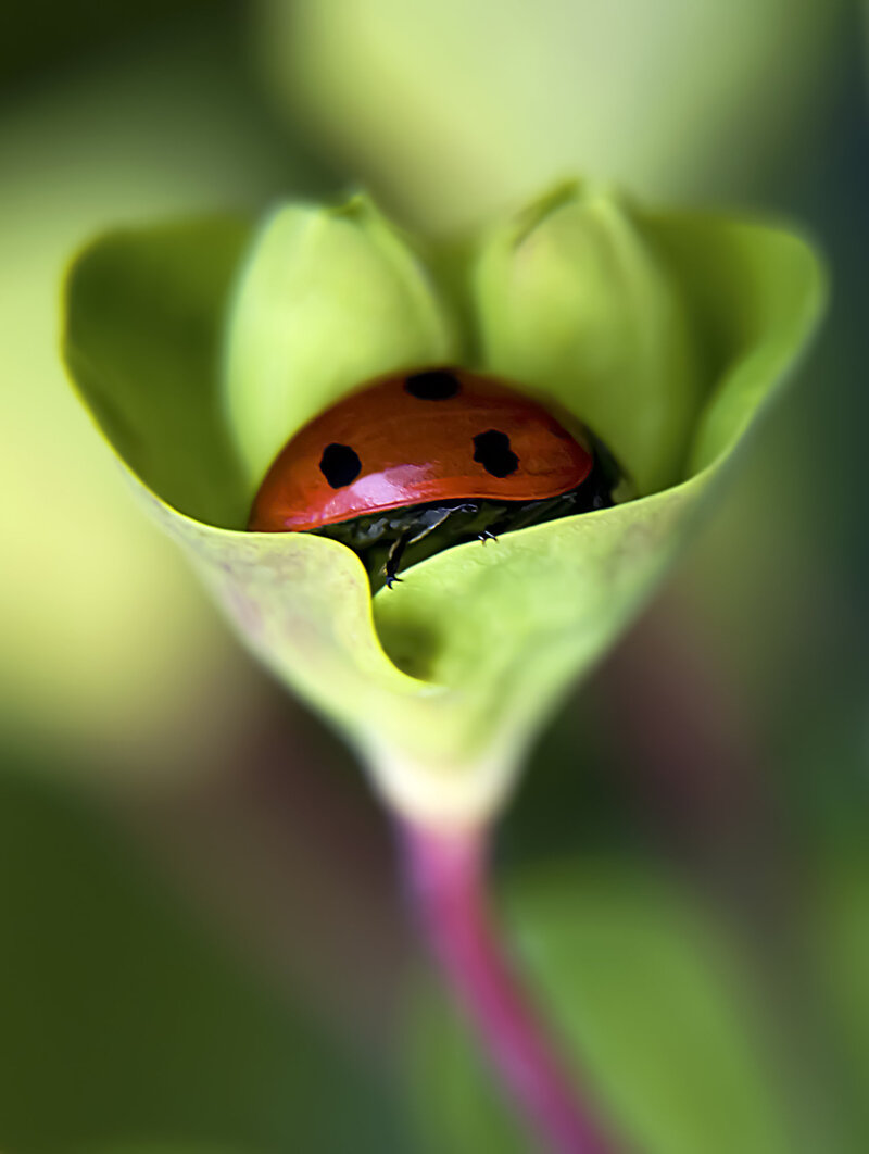 Ladybug climbing a leaf