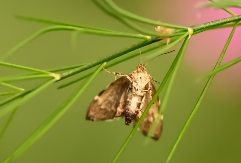 Hoverfly landing