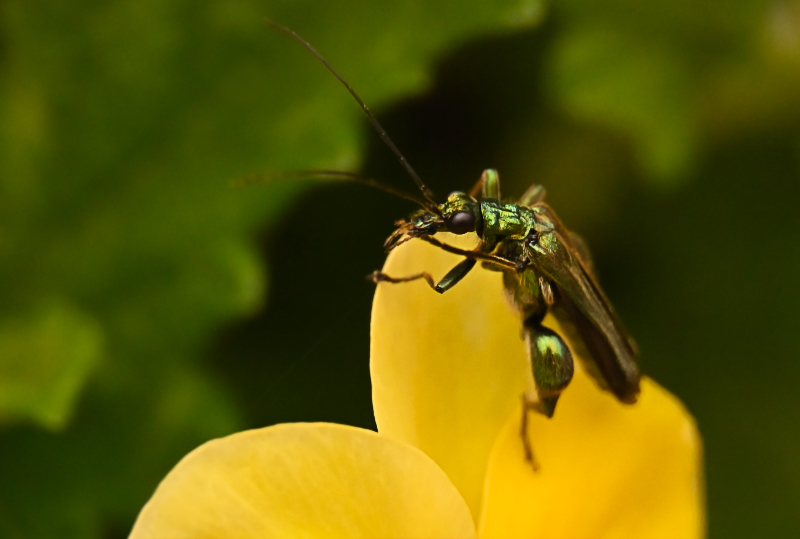 Hoverfly landing