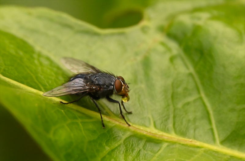 Hoverfly landing