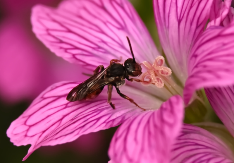 Hoverfly landing