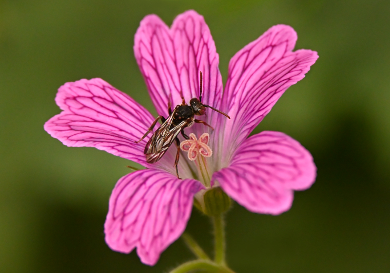 Hoverfly landing