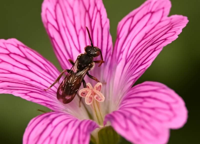 Hoverfly landing