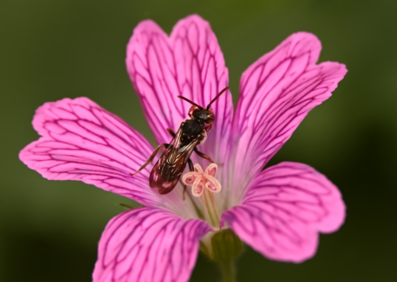 Hoverfly landing