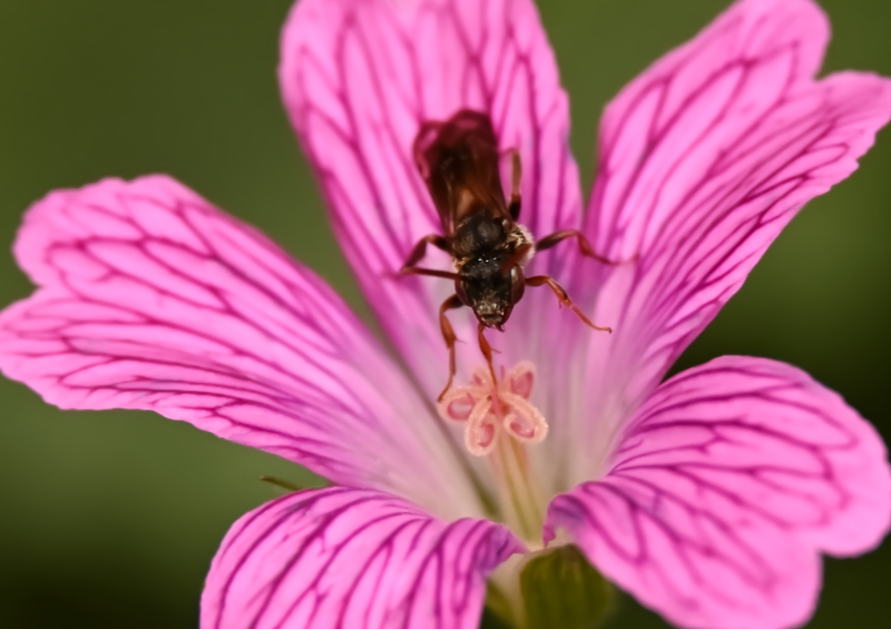 Hoverfly landing