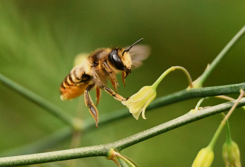 Hoverfly landing