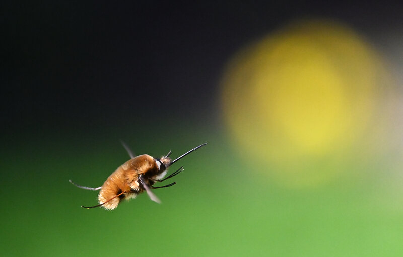 Bee-fly hovering
