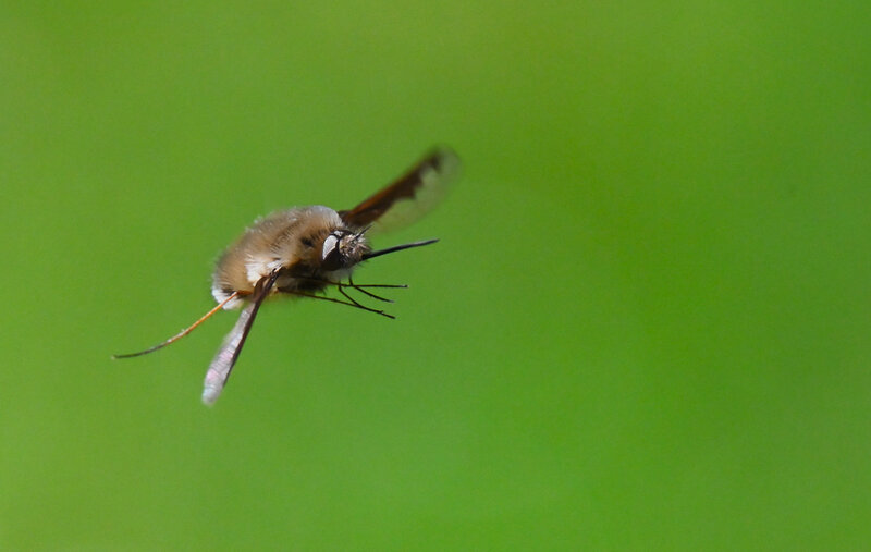 Bee-fly in flight