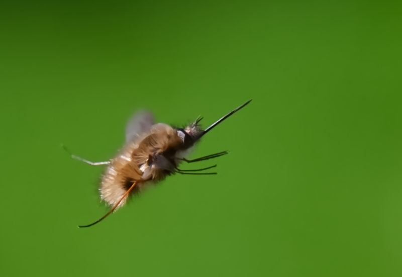 Hoverfly landing
