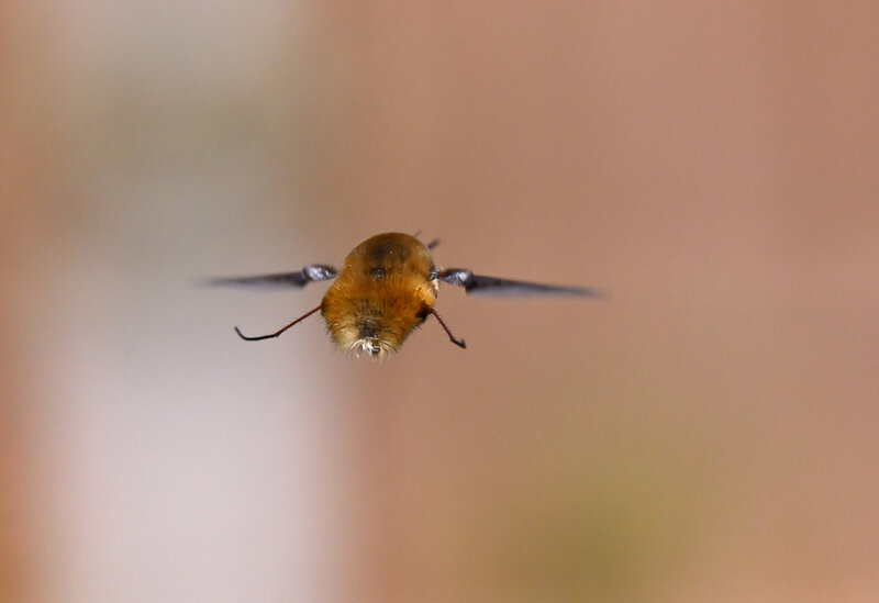 Hoverfly landing