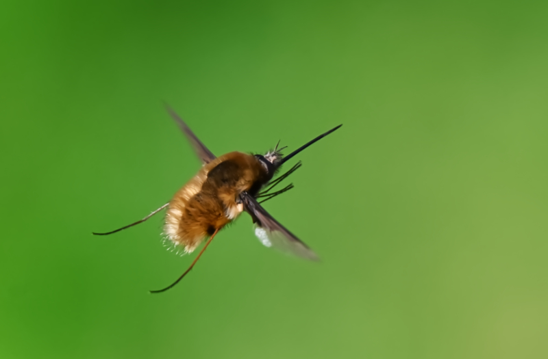 Hoverfly landing
