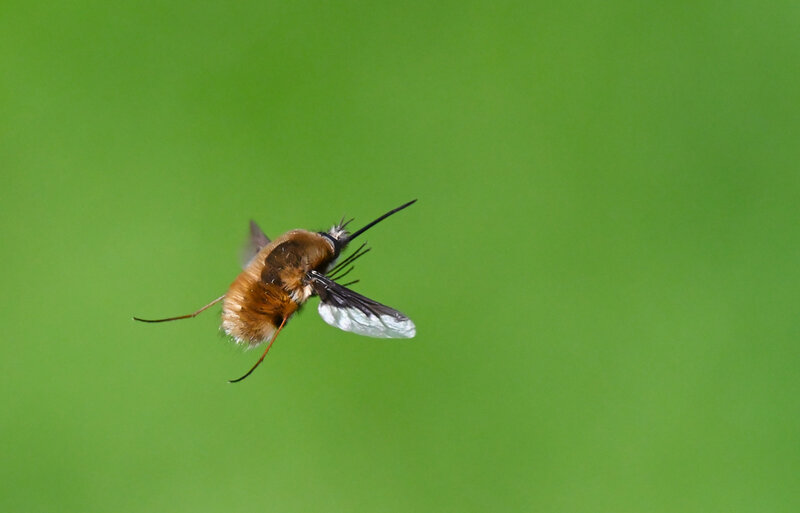 Hoverfly landing