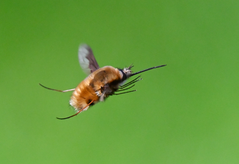 Hoverfly landing