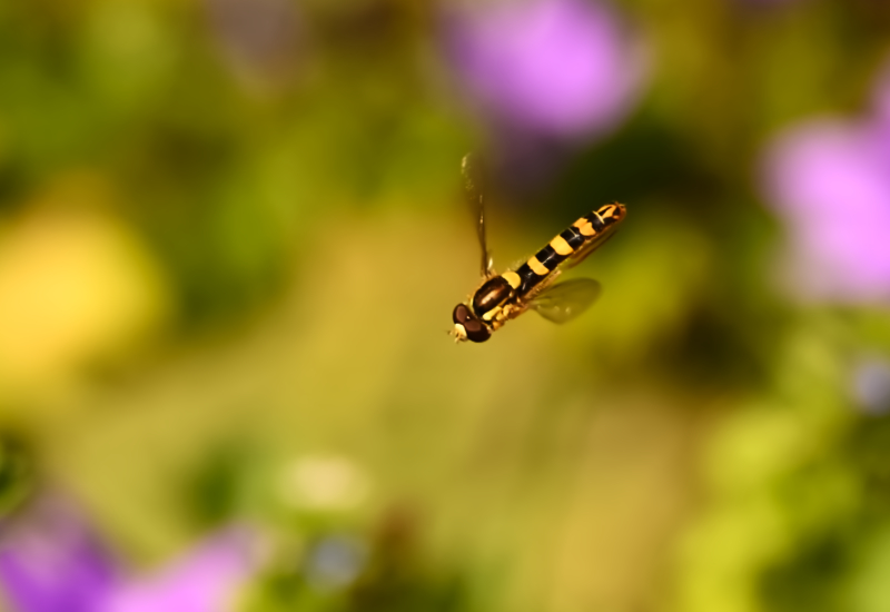 Hoverfly landing