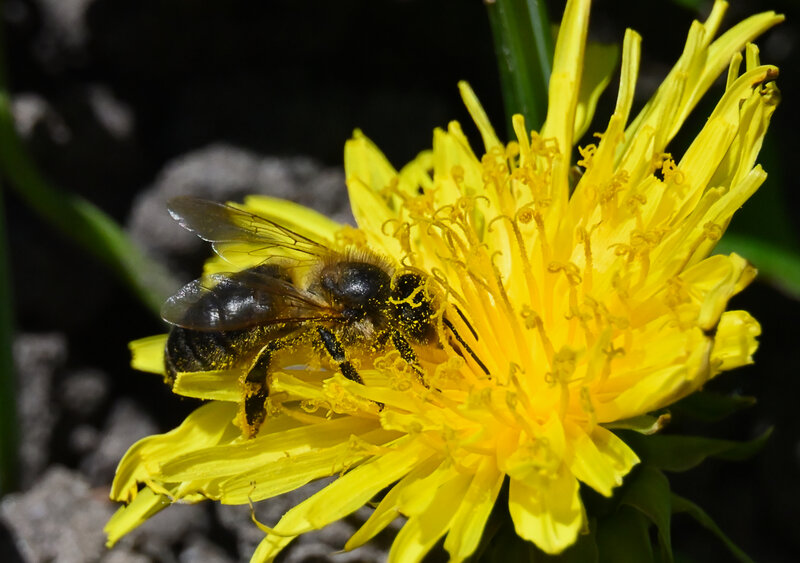 Hoverfly landing