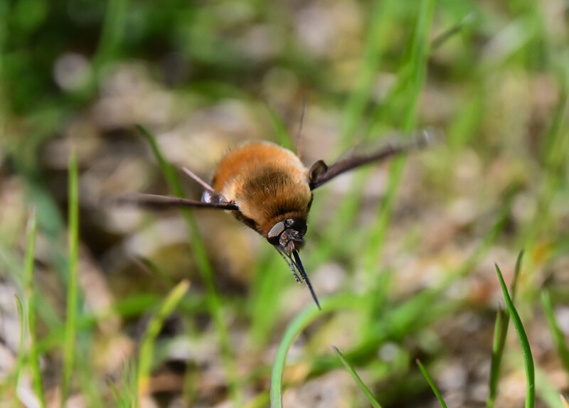 Hoverfly landing