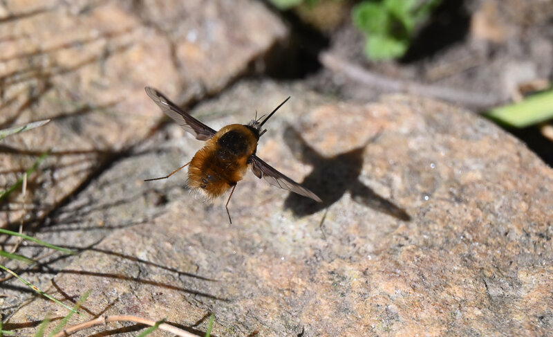 Hoverfly landing
