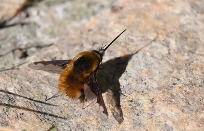 Hoverfly landing