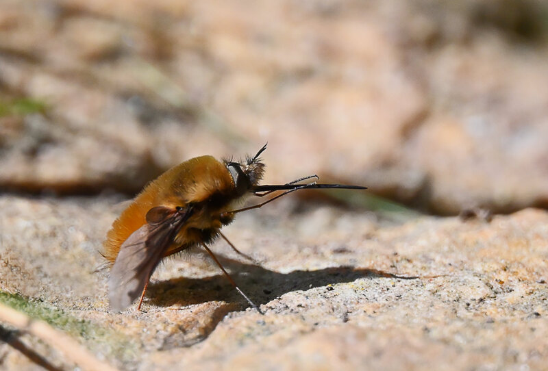 Hoverfly landing