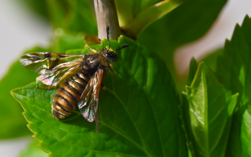 Hoverfly landing