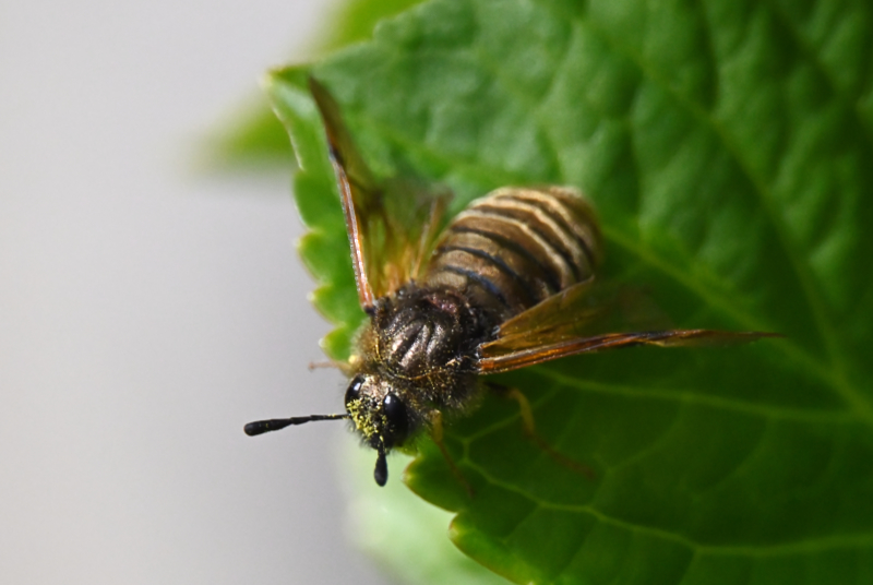 Hoverfly landing