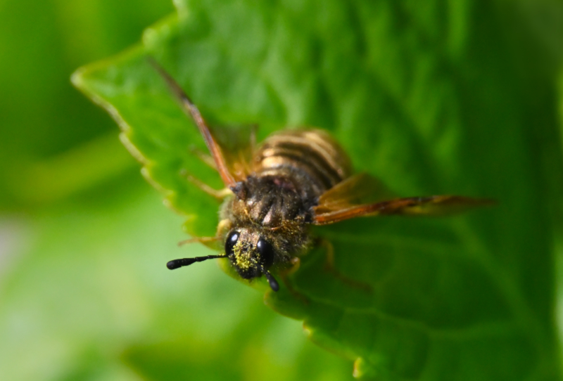 Hoverfly landing