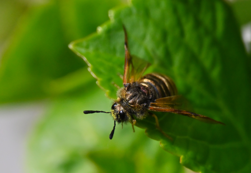 Hoverfly landing