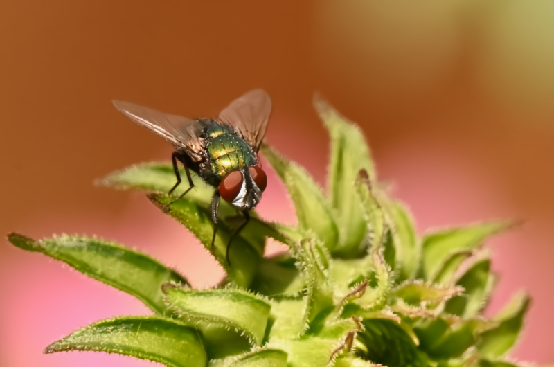 Hoverfly landing