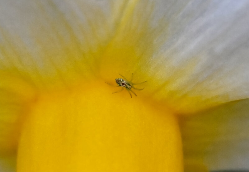Hoverfly landing