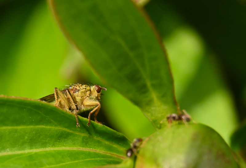 Hoverfly landing