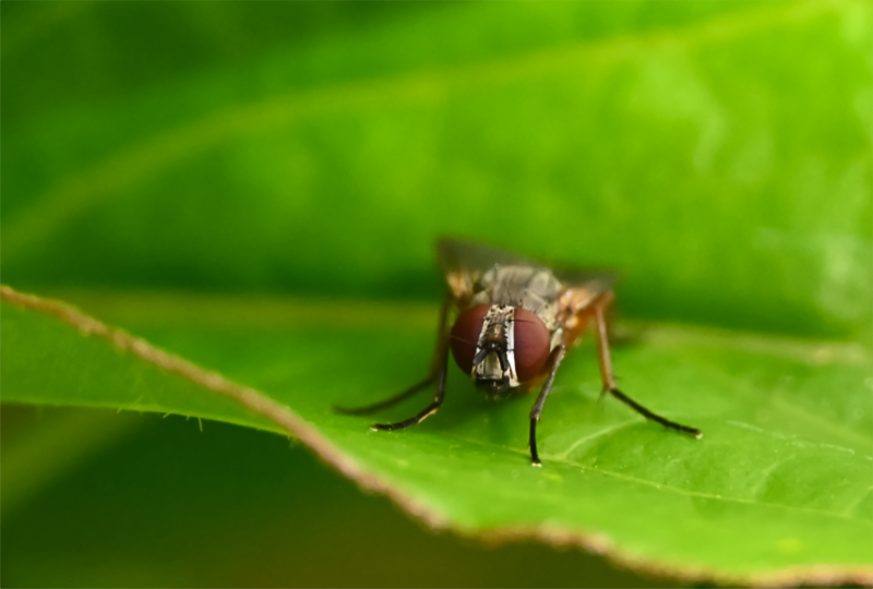 Hoverfly landing
