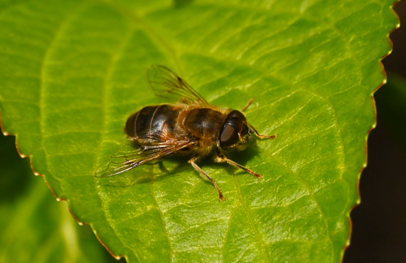 Hoverfly landing