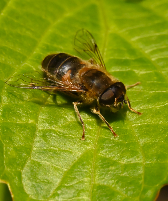 Hoverfly landing
