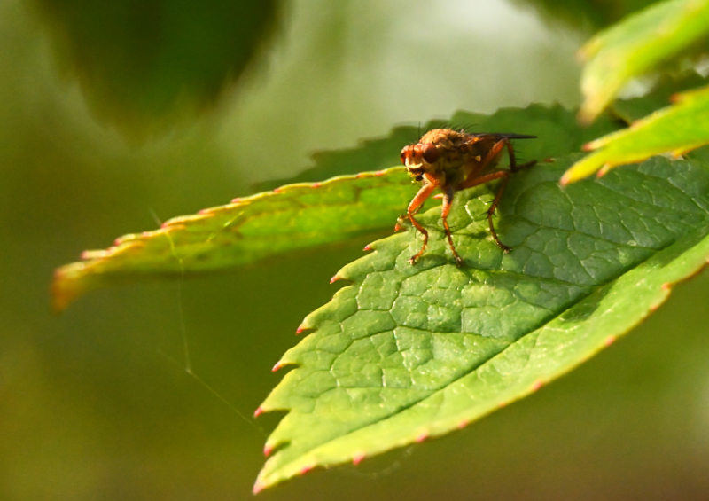 Hoverfly landing