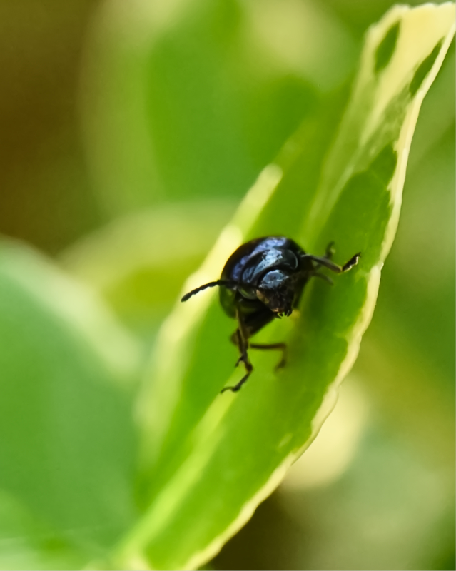 Hoverfly landing