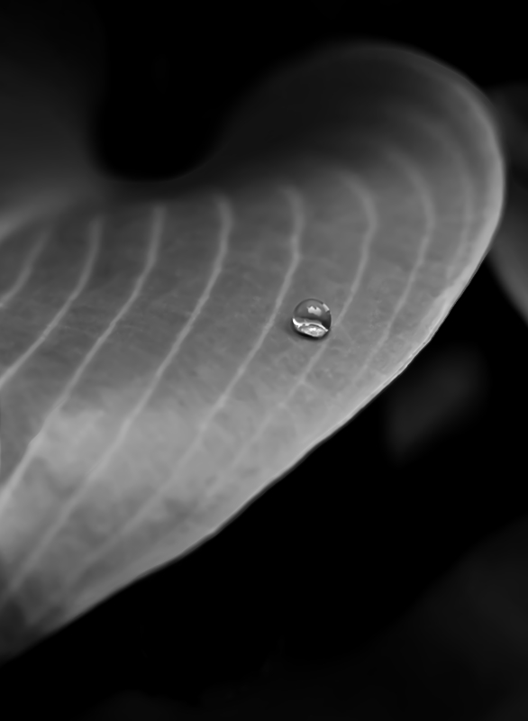 Hoverfly landing