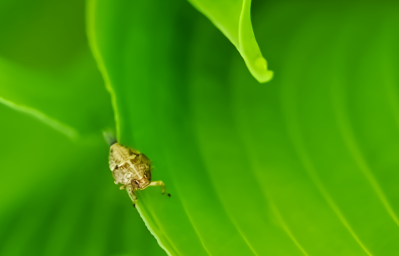 Hoverfly landing