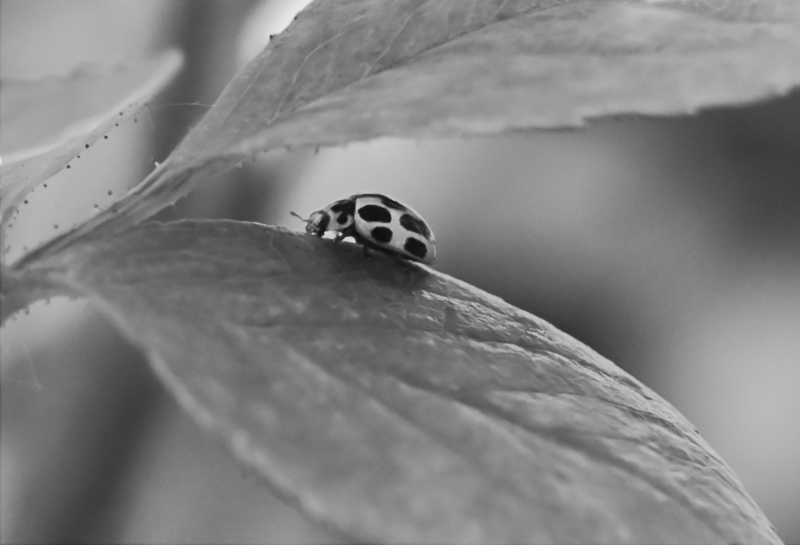 Hoverfly landing