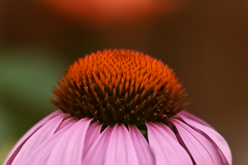 Hoverfly landing