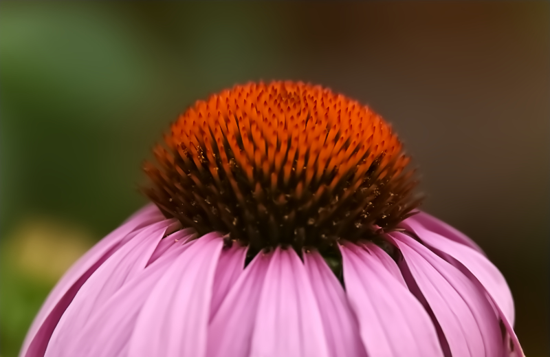 Hoverfly landing