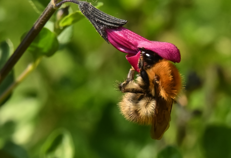 Hoverfly landing