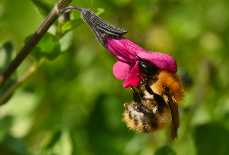 Hoverfly landing