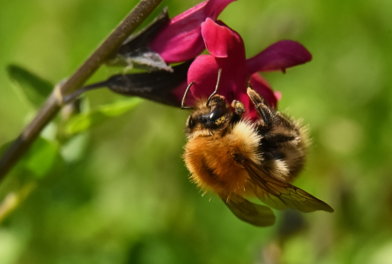 Hoverfly landing