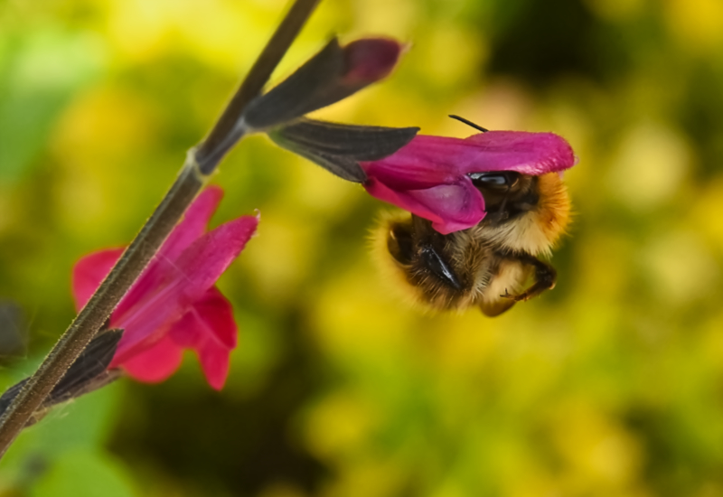 Hoverfly landing