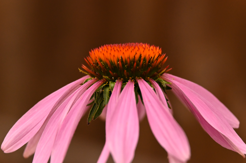 Hoverfly landing