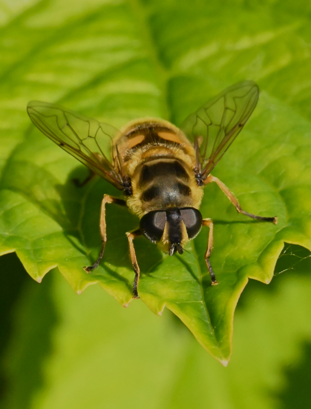 Hoverfly landing