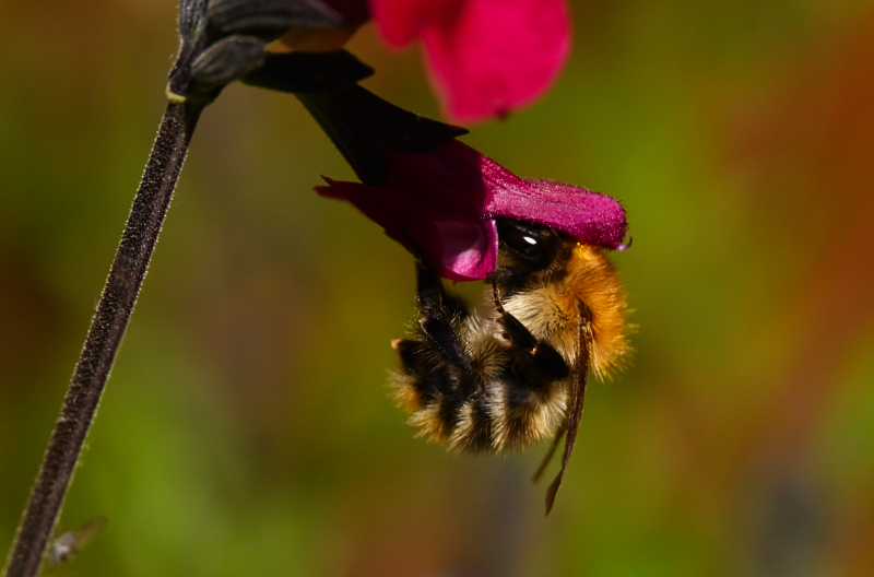 Hoverfly landing